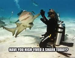 high five a shark